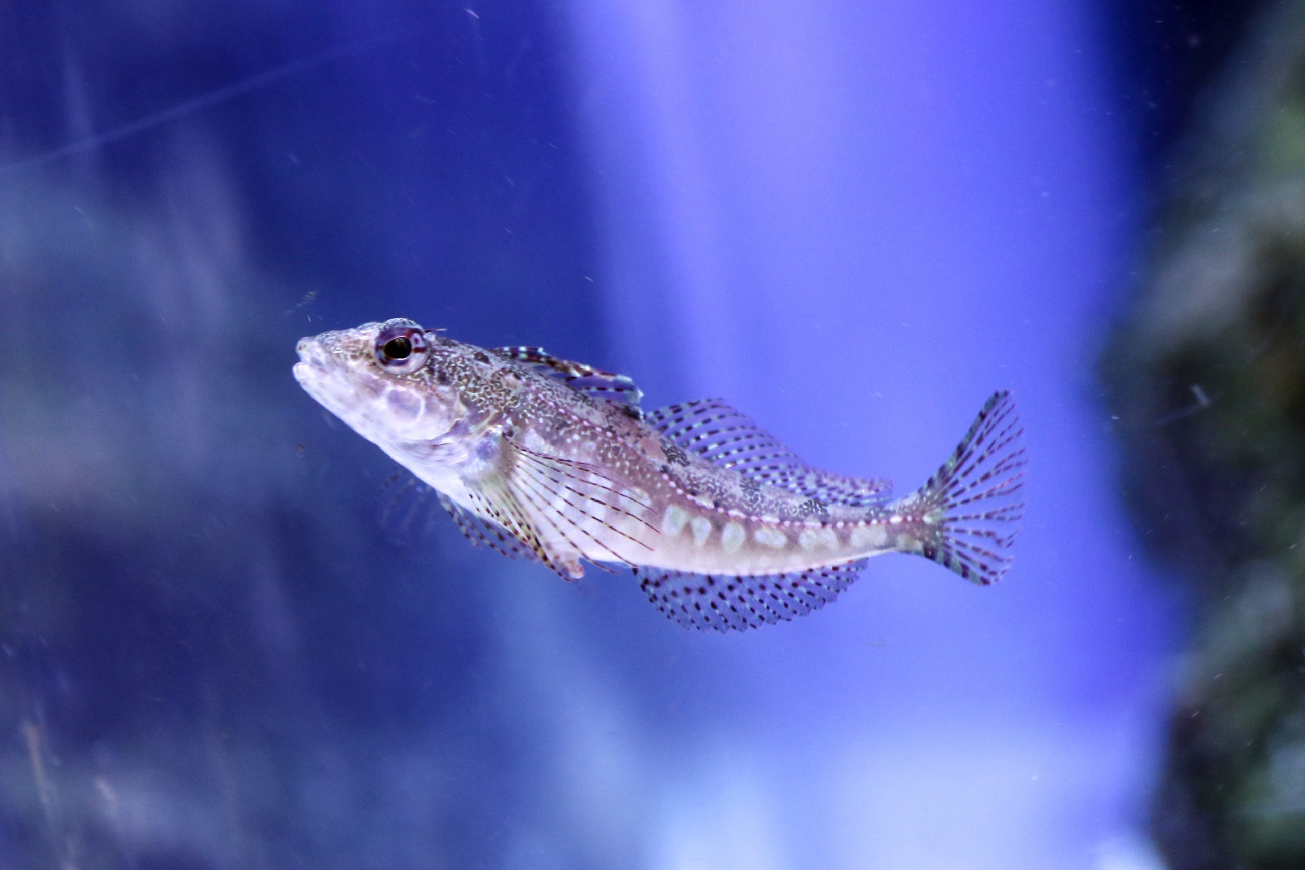 アサヒアナハゼ - 生きもの図鑑 鳥羽水族館